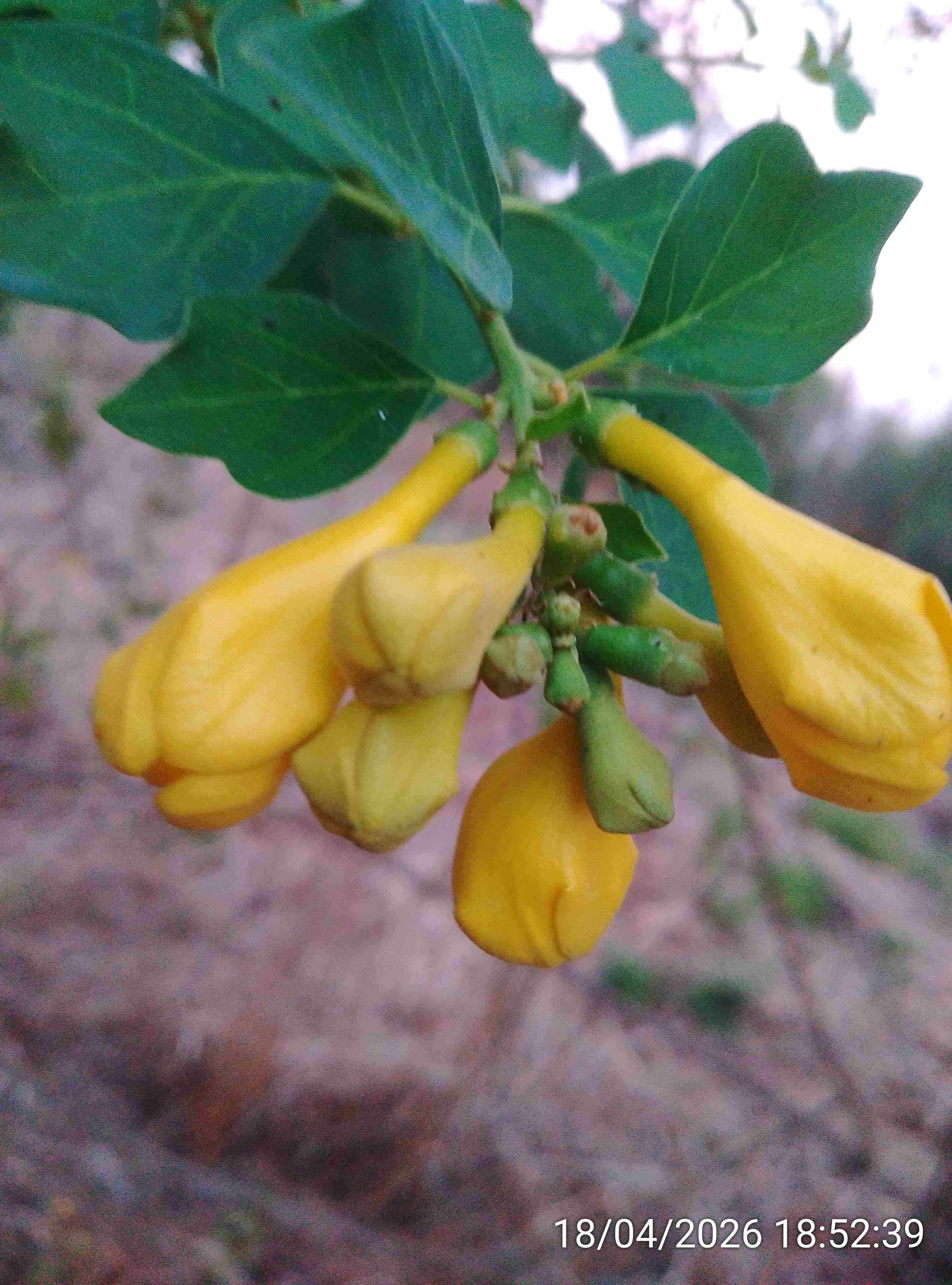 काळी शिवण